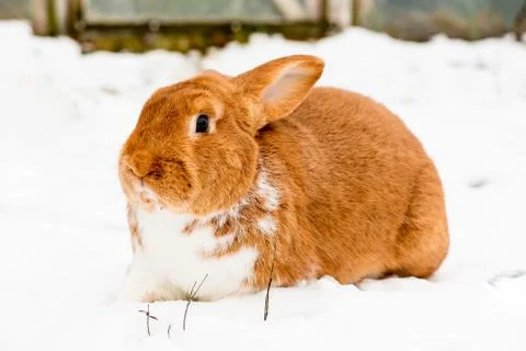 Rabbit on the snow Foto stock