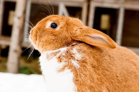 Rabbit on the snow Stock Photos