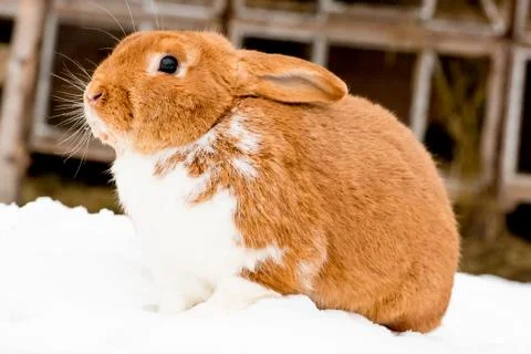 Rabbit on the snow Stock Photos