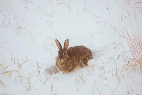 Rabbit in The Snow Stock Photos
