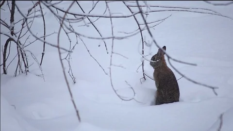 Rabbit In the Snow sits up and eats twigs Video stock 76503524