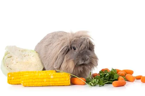 Rabbit with some vegetable isolated on white Фото