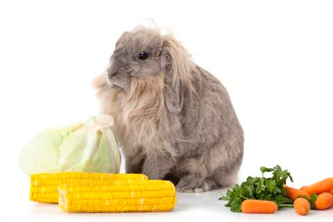Rabbit with some vegetable over white Foto stock