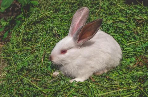 Rabbit in spring green grass background. White rabbit sitting on green grass 스톡 사진