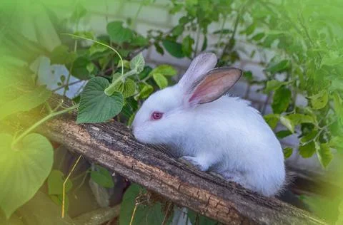 Rabbit in spring green grass background. White rabbit sitting on green grass Stock Photos