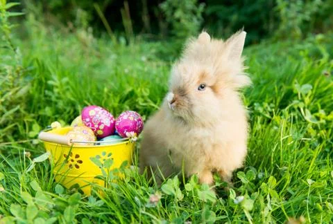 Rabbit in the spring in the green grass Stock Photos