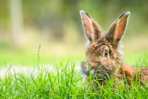 Rabbit in the spring hiding Foto stock