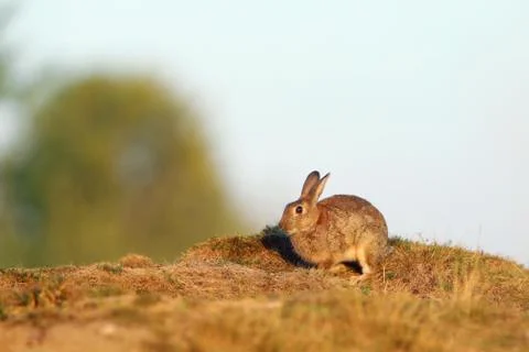 Rabbit in spring meadow. Cute rabbit sitting in grass. Animal nature habitat, Stock Photos