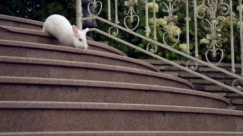 Rabbit on stairs Stock Footage 81927558