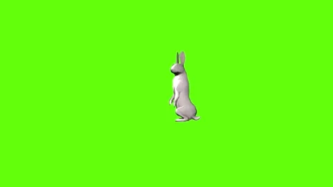 Rabbit stand look around  green screen animation 3D rendering Stock Footage 297691351