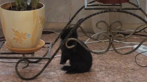 Rabbit standing on hind legs Stock Footage 85827183