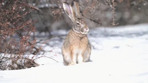 Rabbit Standing on Snow in Winter Landscape Stock Footage 326562488