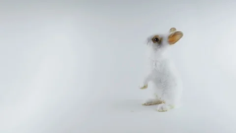 Rabbit standing on two legs, brown ears, sniffing, white background Stock Footage 102421574