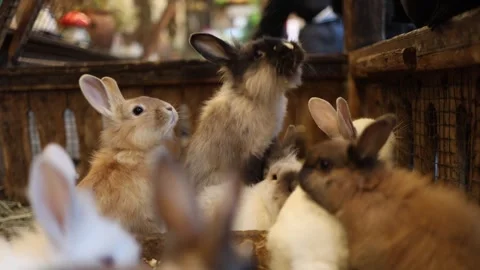 Rabbit standing upright among others in farm pen Stock Footage 332146542