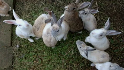 The rabbit stands up asking for food Stock Footage 272477180