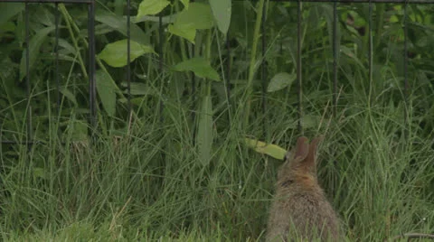 Rabbit stands eats and hops away Vidéo 24734113