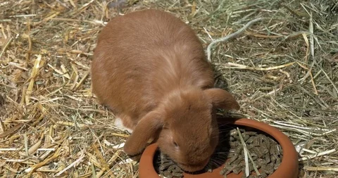 Rabbit in store eating from a bowl 動画素材 88699336