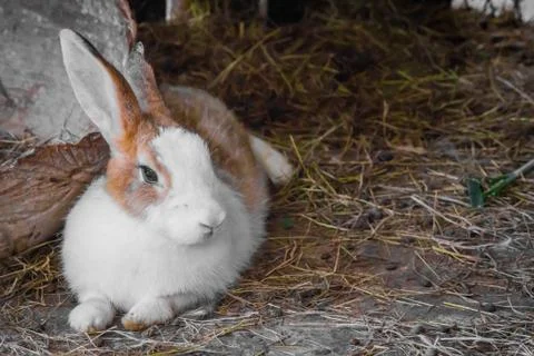Rabbit on the straw. Stock Photos