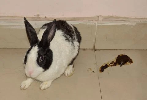 Rabbit suffering from diarrhea Stock Photos