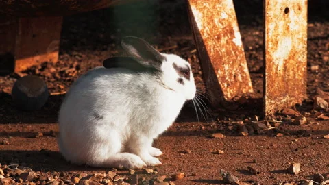 Rabbit in the sunset light Stock Footage 233793681