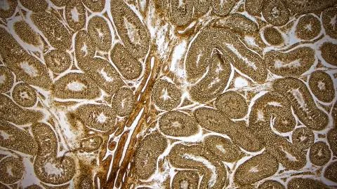 Rabbit testicle, cross-section Stock Photos