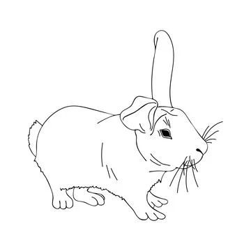 Rabbit thin line art. Home breeding of farm animals. Cute contour bunny. Pet  Stock-Illustration
