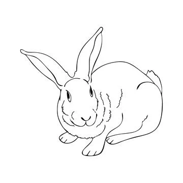 Rabbit thin line art. Home breeding of farm animals. Cute contour bunny. Pet  Stock Illustration