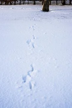 Rabbit tracks in deep snow. Stock-Fotos