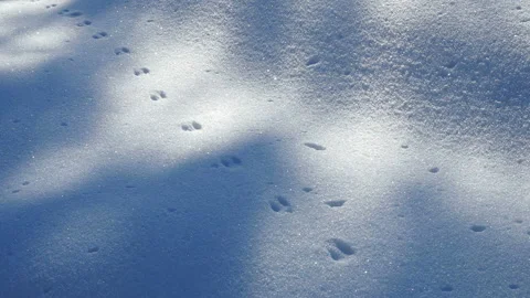 Rabbit tracks on fluffy snow close up Stock Footage 123712334