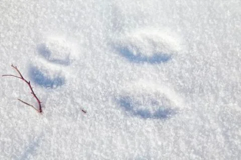 Rabbit tracks Stock Photos