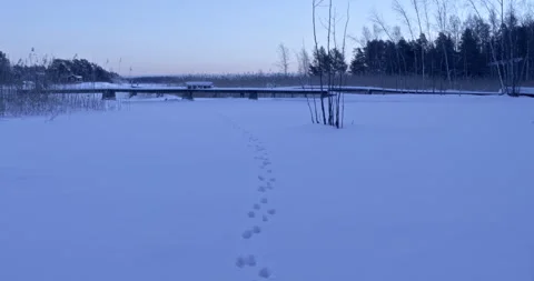 Rabbit tracks in the snow Stock Footage 279681505