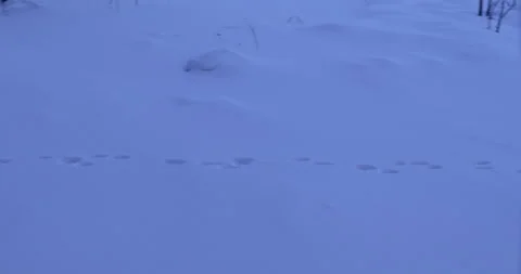 Rabbit tracks in the snow Stock Footage 279681950