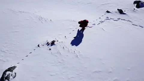 Rabbit tracks in the snow high in the mountains. Video stock 145257502