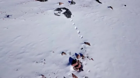 Rabbit tracks in the snow high in the mountains. Stock Footage 145257674