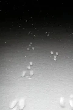 Rabbit tracks in the snow at night Stock Photos