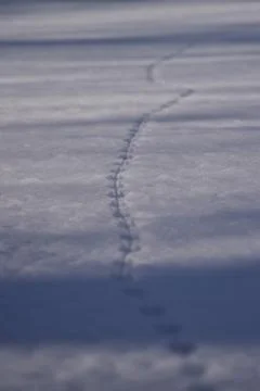 Rabbit Tracks in a Winter Wonderland Stock Photos