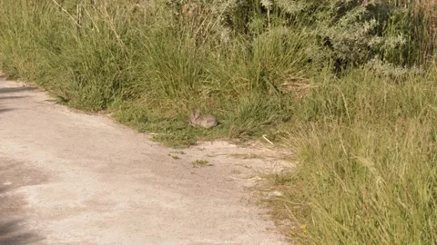 Rabbit on a Trail Walkway Stock-Footage 276674139