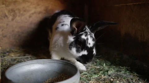 Rabbit Twitch Nose - 4k Stock Footage 53307162