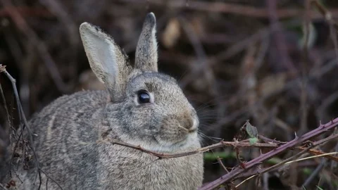 Rabbit under branches resting, fix cam, 3/4 profile. Stock Footage 85921389