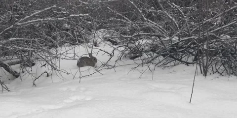 Rabbit Under Briar Patch In Snow with Flurries Stock Footage 231649388