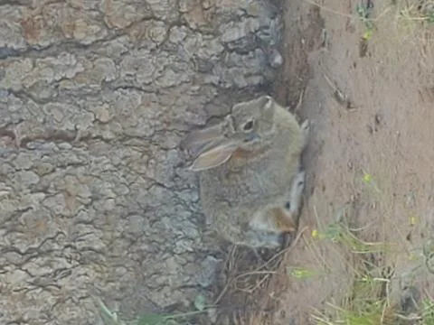 Rabbit under tree Stock Photos