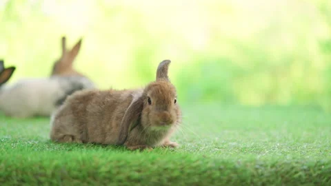 Rabbit walk and sniffing Stock Footage 180539680