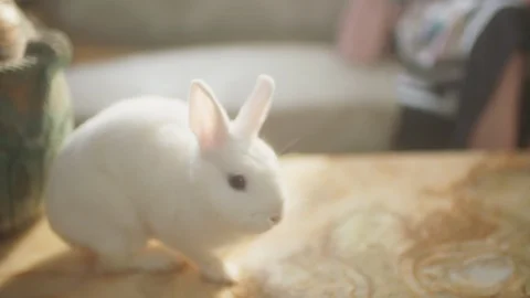 A rabbit walked on the table Stock Footage 128869486