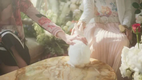 A rabbit walked on the table Stock Footage 128870174