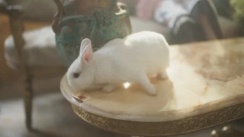 A rabbit walked on the table Stock Footage 128870574