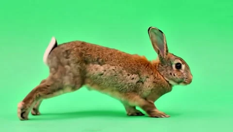 Rabbit walking continuously of the middle point in pure clean green screen Video stock 318391049