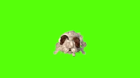 Rabbit Walking Green Screen Animation 4K Rendering Stock Footage 295557708