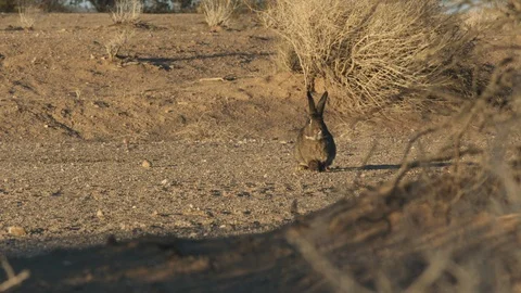 Rabbit walking on road and looking all around Stock Footage 99046313