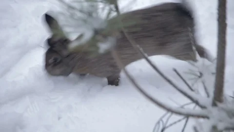 Rabbit walks through the snow Video stock 71667010