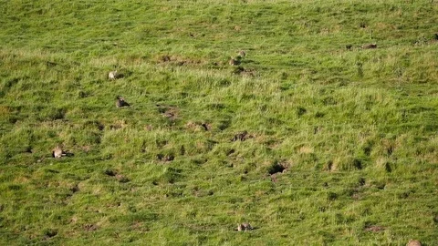 Rabbit Warren Video stock 80235945